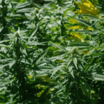 Empresa de cannabis medicinal y cáñamo en Uruguay