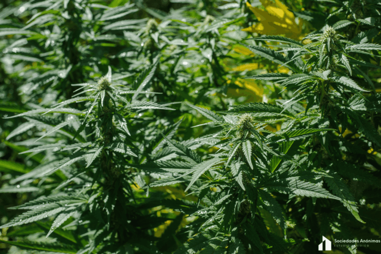 Empresa de cannabis medicinal y cáñamo en Uruguay